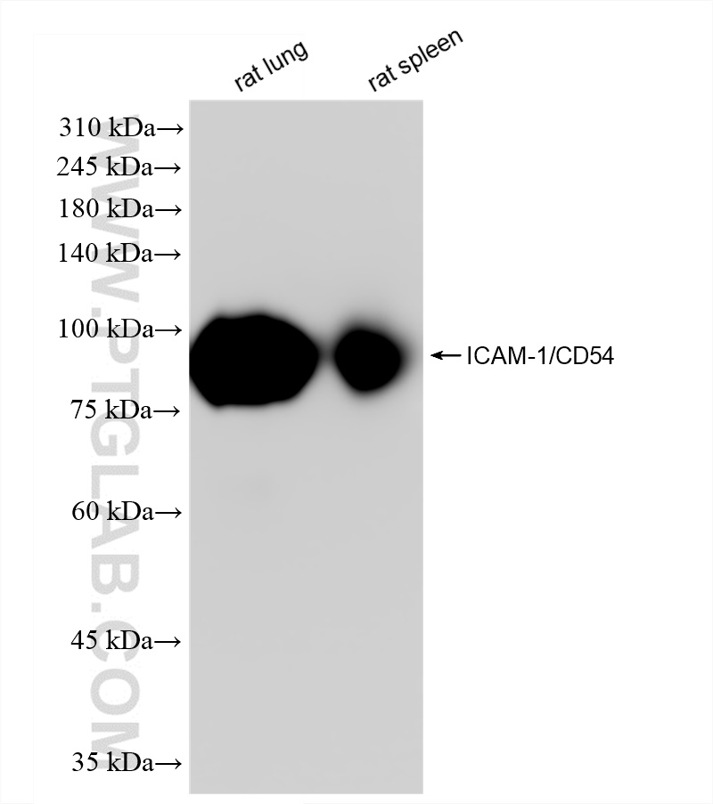 Western Blot (WB) analysis of various lysates using ICAM-1/CD54 Recombinant antibody (83696-3-RR)