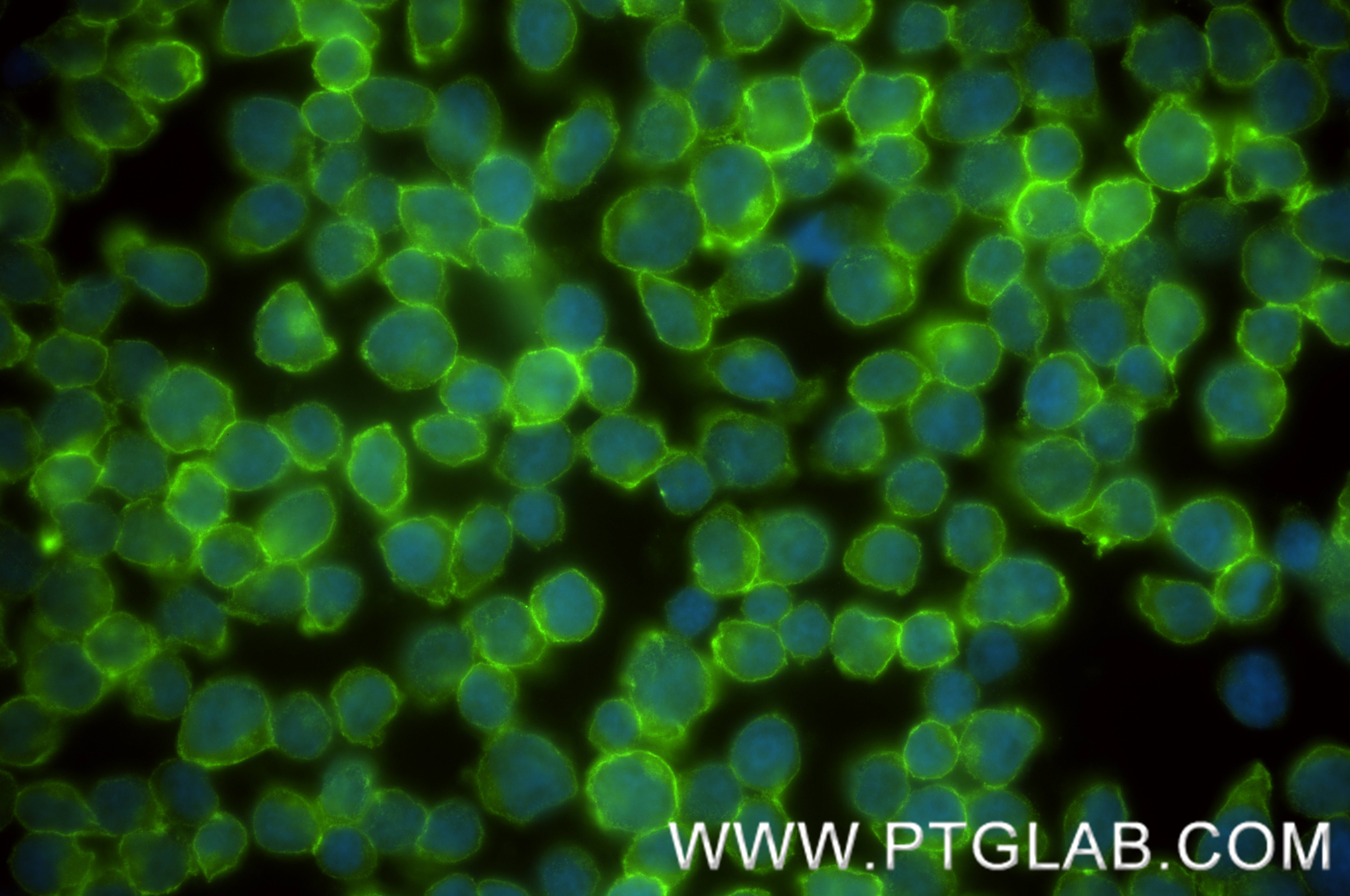 Immunofluorescence (IF) / fluorescent staining of Jurkat cells using ICAM-2/CD102 Recombinant antibody (84857-2-RR)