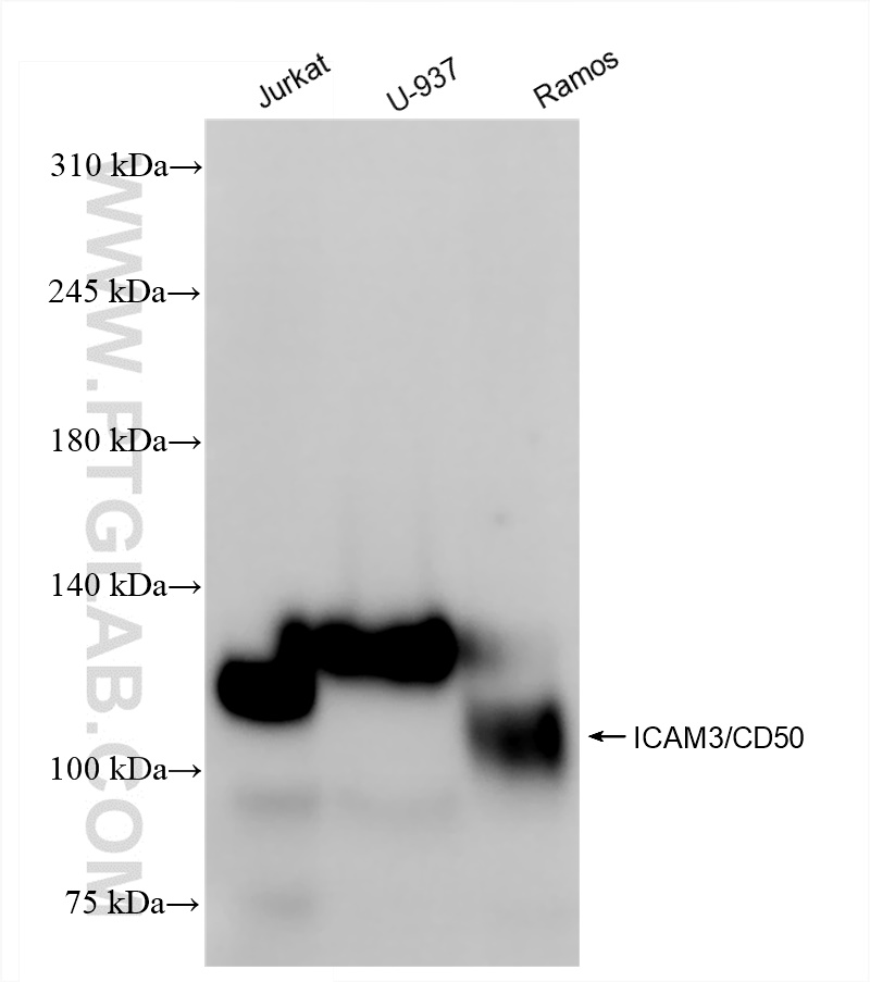 Western Blot (WB) analysis of various lysates using ICAM3/CD50 Recombinant antibody (84335-5-RR)