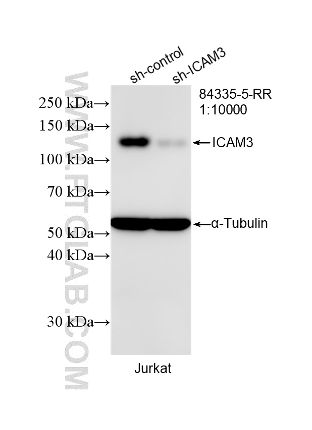 Western Blot (WB) analysis of Jurkat cells using ICAM3/CD50 Recombinant antibody (84335-5-RR)