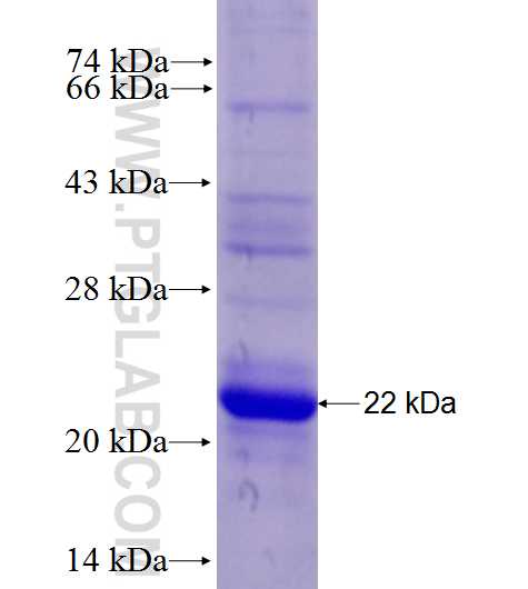 ICOS fusion protein Ag27722 SDS-PAGE