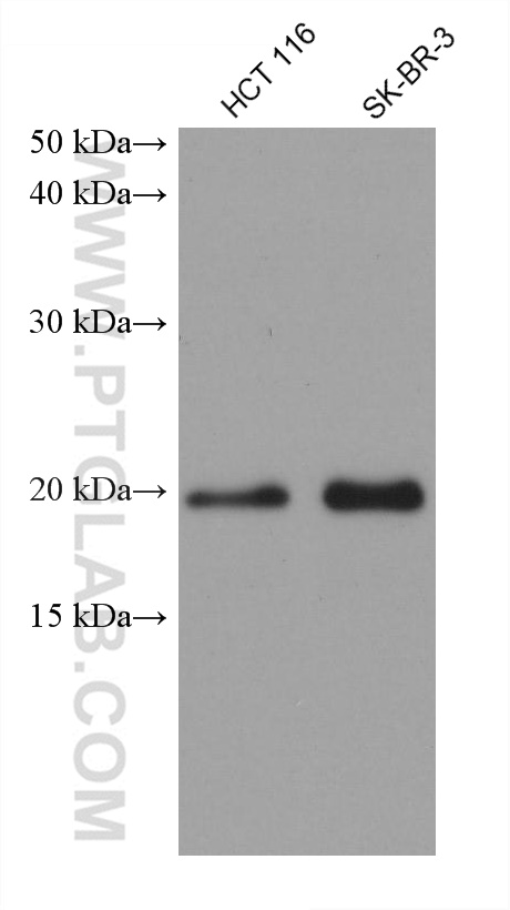 Western Blot (WB) analysis of various lysates using ICT1 Monoclonal antibody (68898-3-Ig)