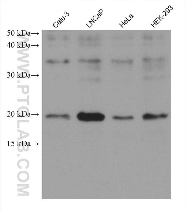 Western Blot (WB) analysis of various lysates using ICT1 Monoclonal antibody (68898-3-Ig)