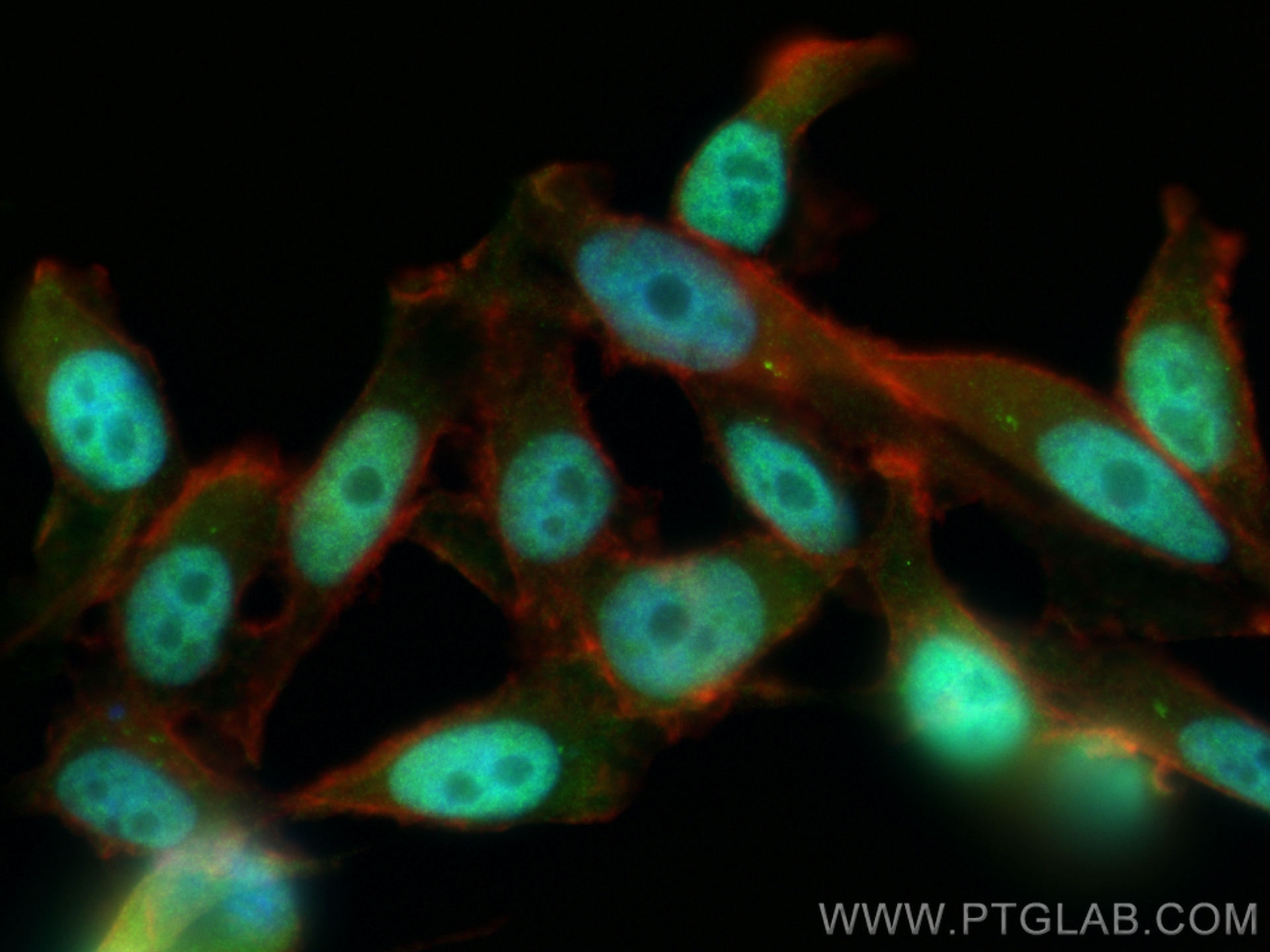 Immunofluorescence (IF) / fluorescent staining of PC-3 cells using ID1 Polyclonal antibody (18475-1-AP)