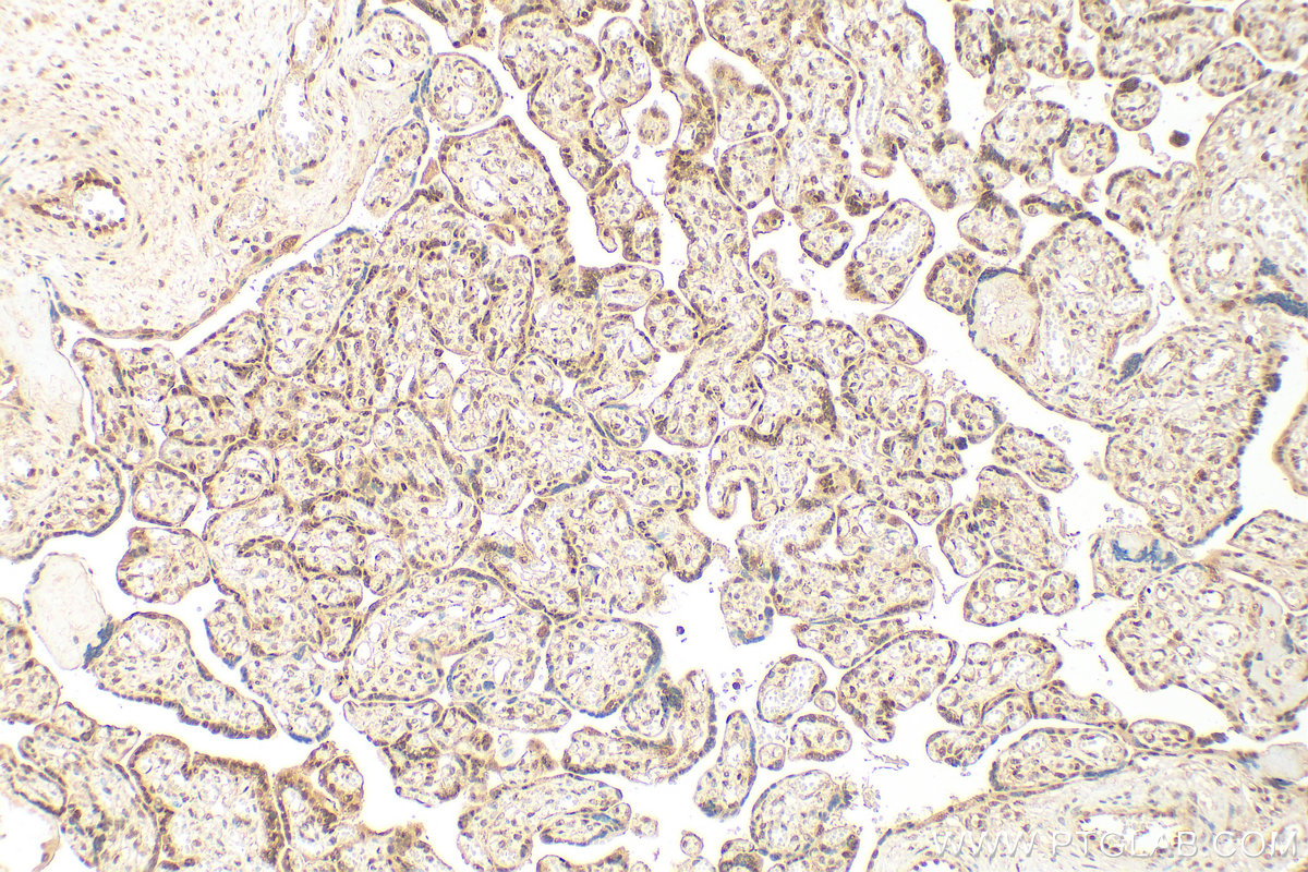 Immunohistochemistry (IHC) staining of human placenta tissue using ID1 Polyclonal antibody (18475-1-AP)