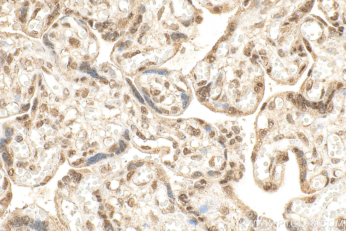 Immunohistochemistry (IHC) staining of human placenta tissue using ID1 Polyclonal antibody (18475-1-AP)