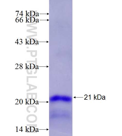 ID2 fusion protein Ag27134 SDS-PAGE