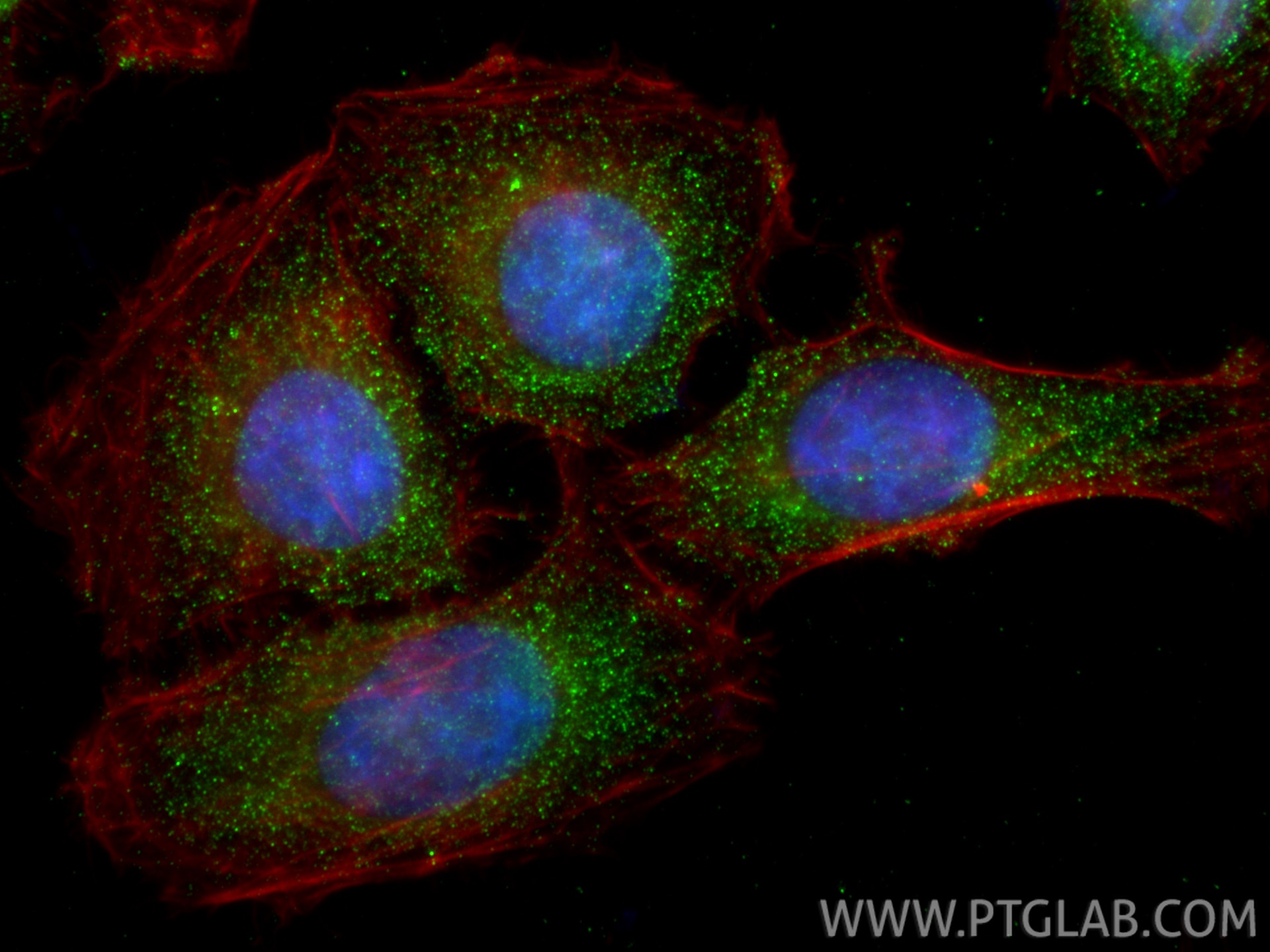 Immunofluorescence (IF) / fluorescent staining of HepG2 cells using IDH1 Monoclonal antibody (66197-1-Ig)