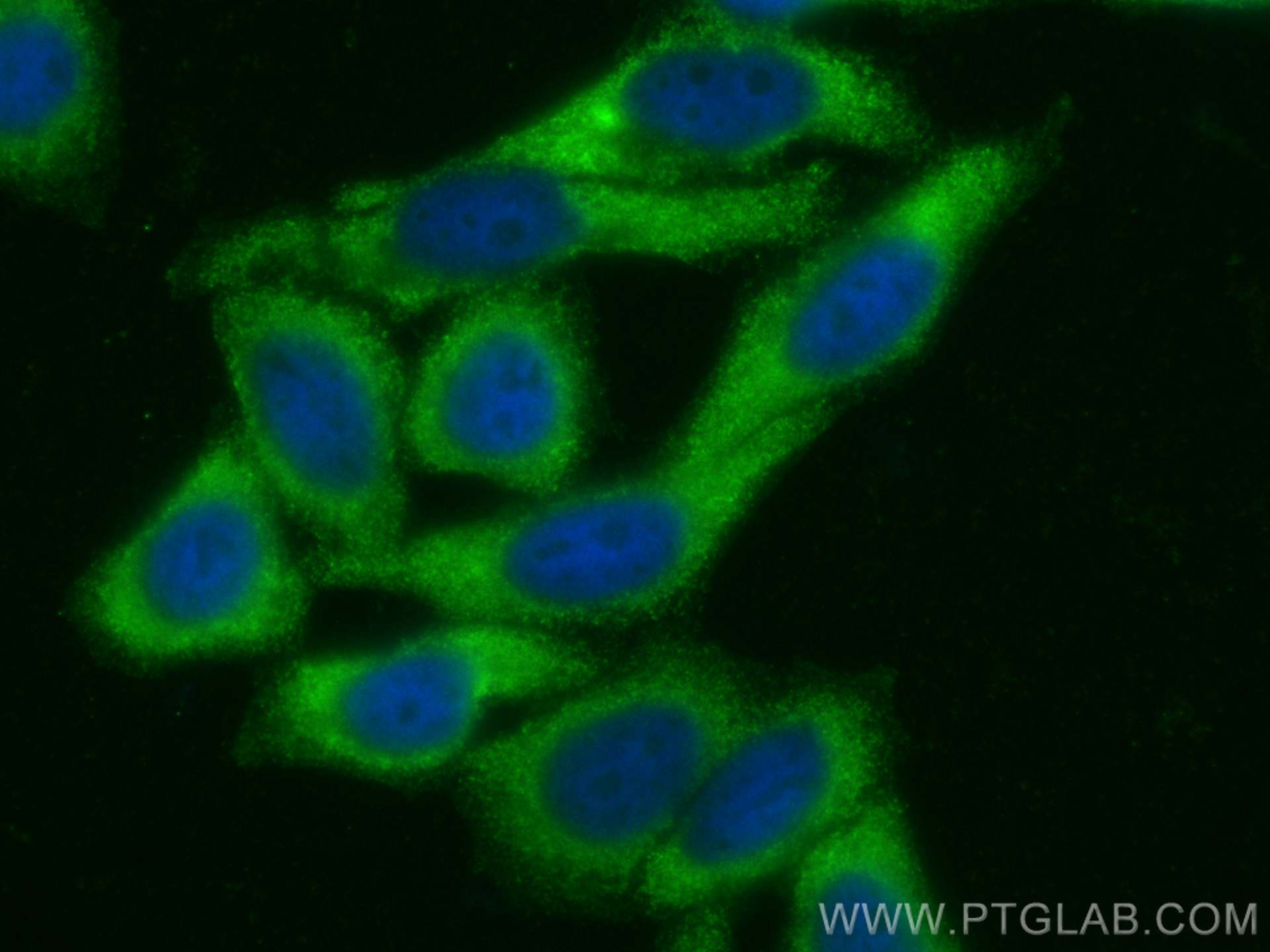 Immunofluorescence (IF) / fluorescent staining of HepG2 cells using CoraLite® Plus 488-conjugated IDH1 Monoclonal anti (CL488-66197)