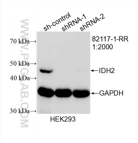 Western Blot (WB) analysis of HEK-293 cells using IDH2 Recombinant antibody (82117-1-RR)