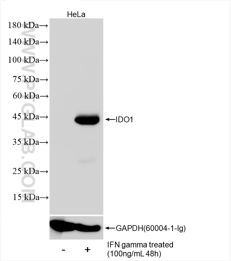 Western Blot (WB) analysis of HeLa cells using IDO1 Recombinant antibody (84063-1-RR)