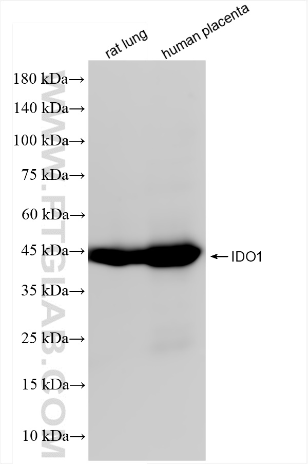 Western Blot (WB) analysis of various lysates using IDO1 Recombinant antibody (84063-3-RR)