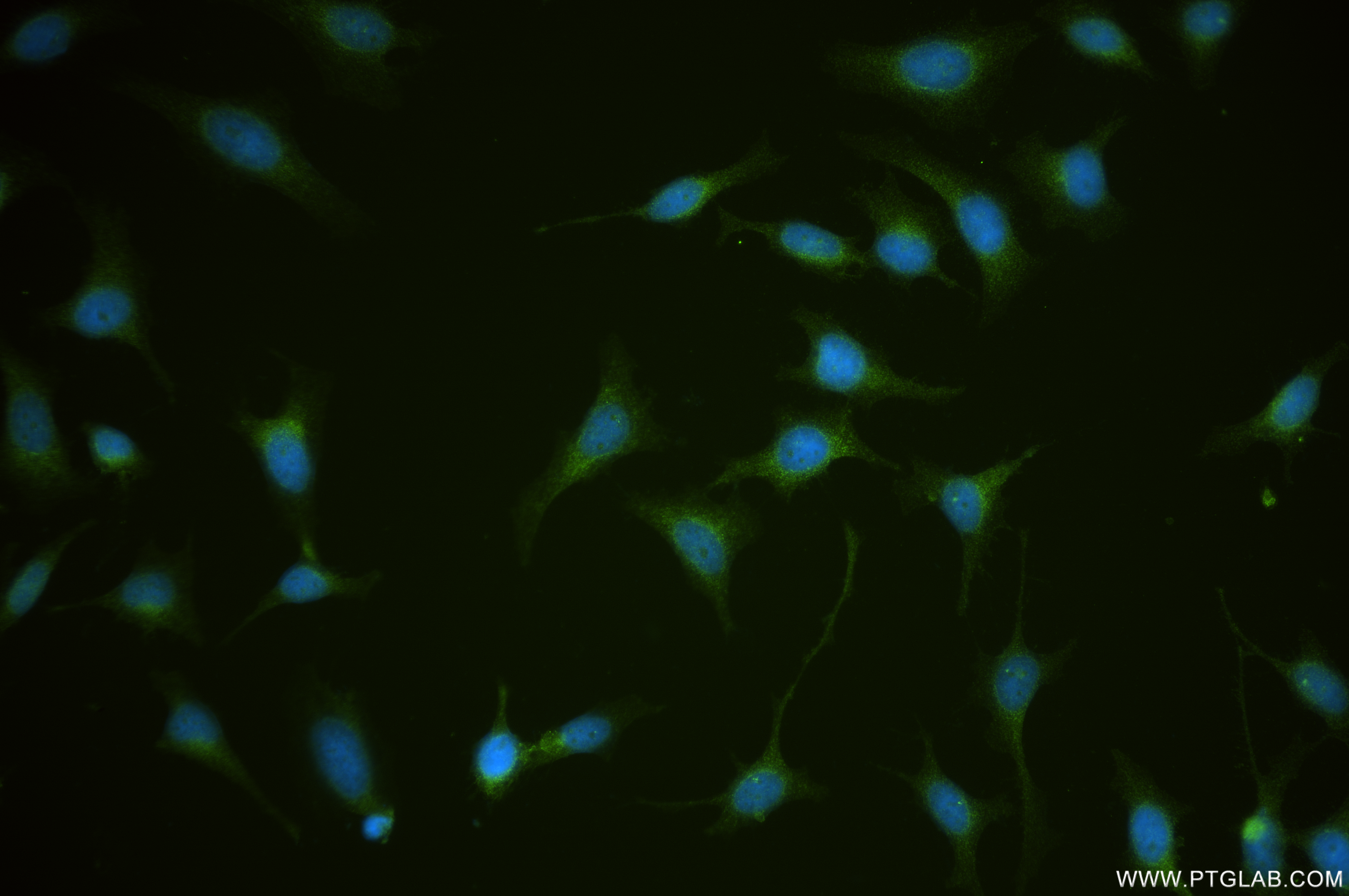 Immunofluorescence (IF) / fluorescent staining of HeLa cells using IDS Recombinant antibody (84623-7-RR)