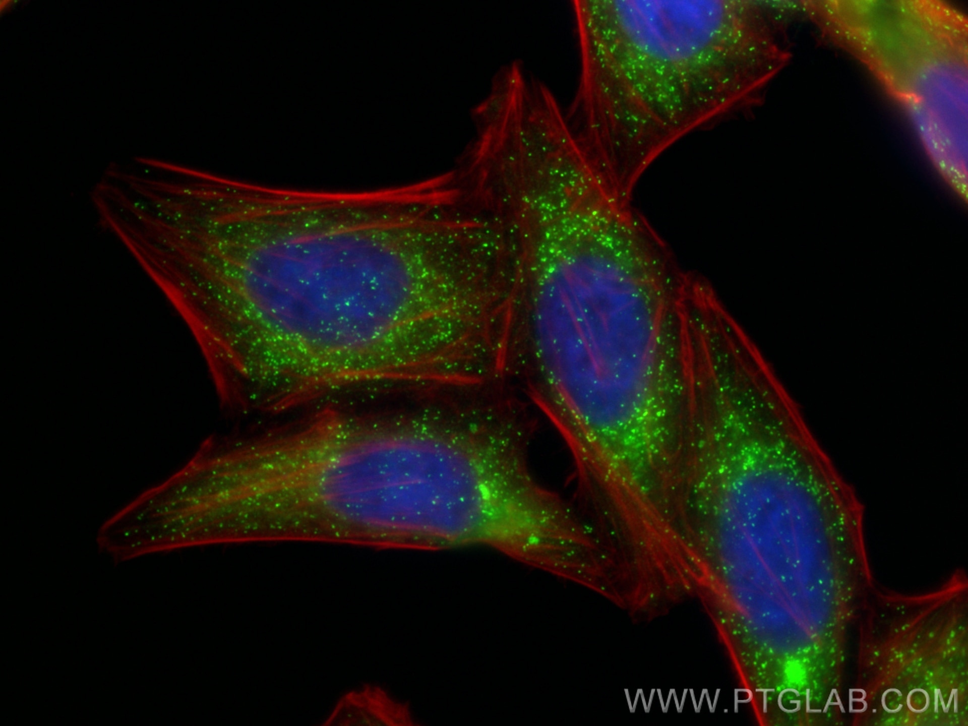 Immunofluorescent analysis of (4% PFA) fixed HepG2 cells using Biotin PEX14 antibody (Biotin-10594) at dilution of 1:200 and CoraLite® Plus 488-conjugated Streptavidin (Cat.No. CL488-PF00030), CL594-phalloidin (red). Immunofluorescent analysis of (4% PFA) fixed HepG2 cells using Biotin PEX14 antibody (Biotin-10594) at dilution of 1:200 and CoraLite® Plus 488-conjugated Streptavidin (Cat.No. CL488-PF00030), CL594-phalloidin (red).