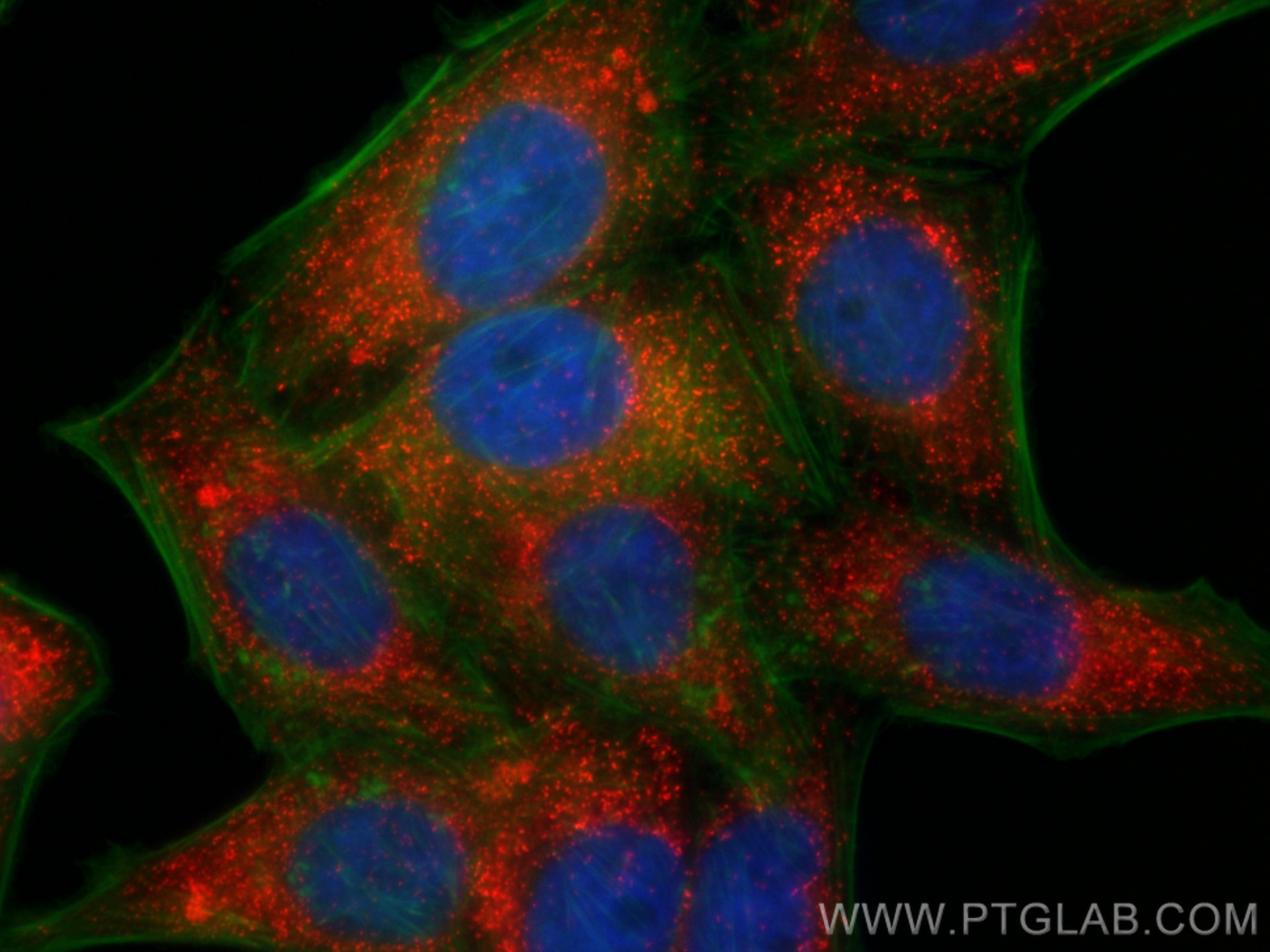 Immunofluorescent analysis of (4% PFA) fixed HepG2 cells using Biotin PEX14 antibody (Biotin-10594) at dilution of 1:200 and CoraLite®594-conjugated Streptavidin (Cat.No. CL594-PF00030), CL488-phalloidin (green). Immunofluorescent analysis of (4% PFA) fixed HepG2 cells using Biotin PEX14 antibody (Biotin-10594) at dilution of 1:200 and CoraLite®594-conjugated Streptavidin (Cat.No. CL594-PF00030), CL488-phalloidin (green).