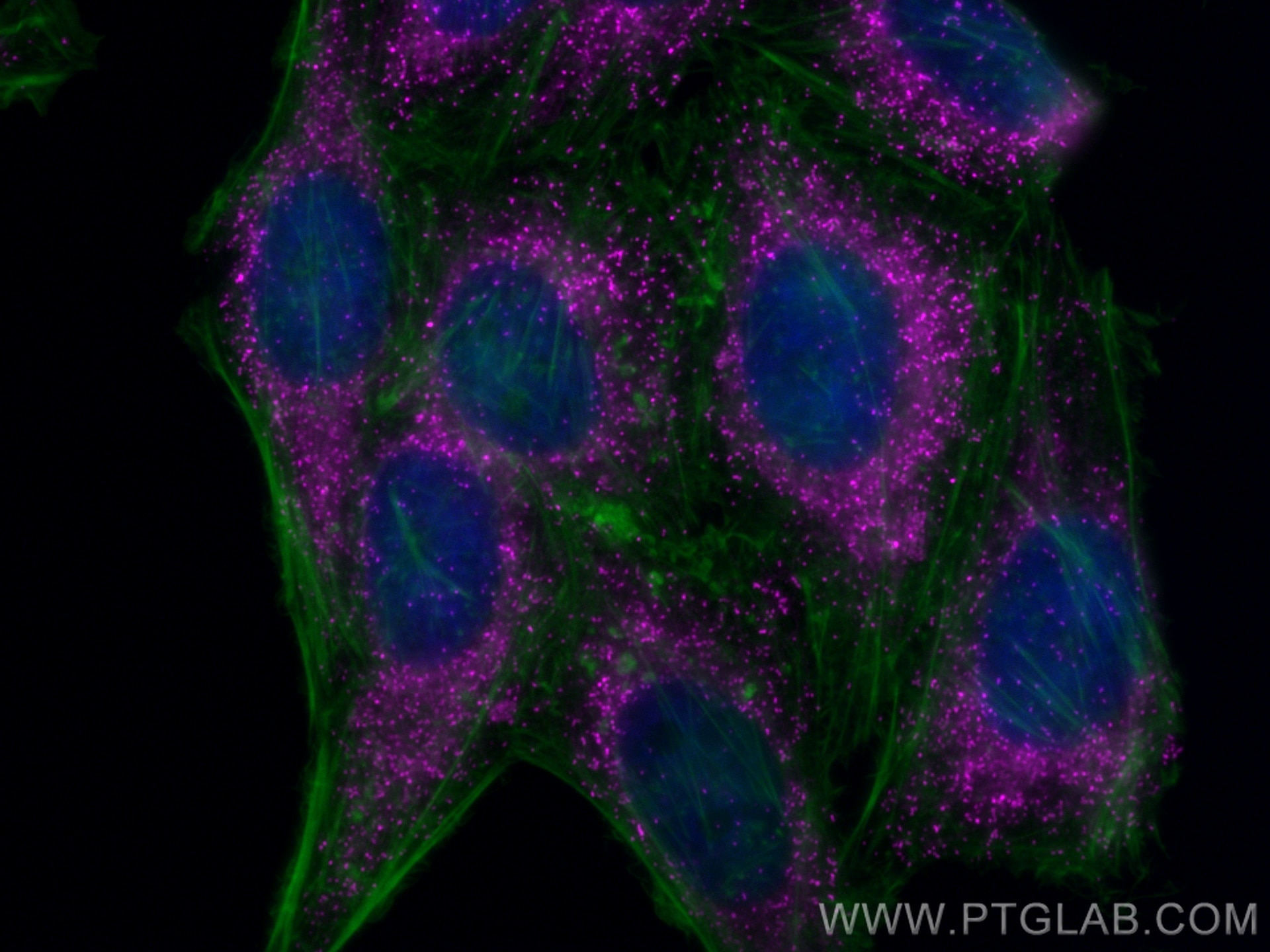 Immunofluorescent analysis of (4% PFA) fixed HepG2 cells using Biotin PEX14 antibody (Biotin-10594) at dilution of 1:200 and CoraLite®Plus 647-conjugated Streptavidin (Cat.No.CL647-PF00030), CL488-phalloidin (green). Immunofluorescent analysis of (4% PFA) fixed HepG2 cells using Biotin PEX14 antibody (Biotin-10594) at dilution of 1:200 and CoraLite®Plus 647-conjugated Streptavidin (Cat.No.CL647-PF00030), CL488-phalloidin (green).