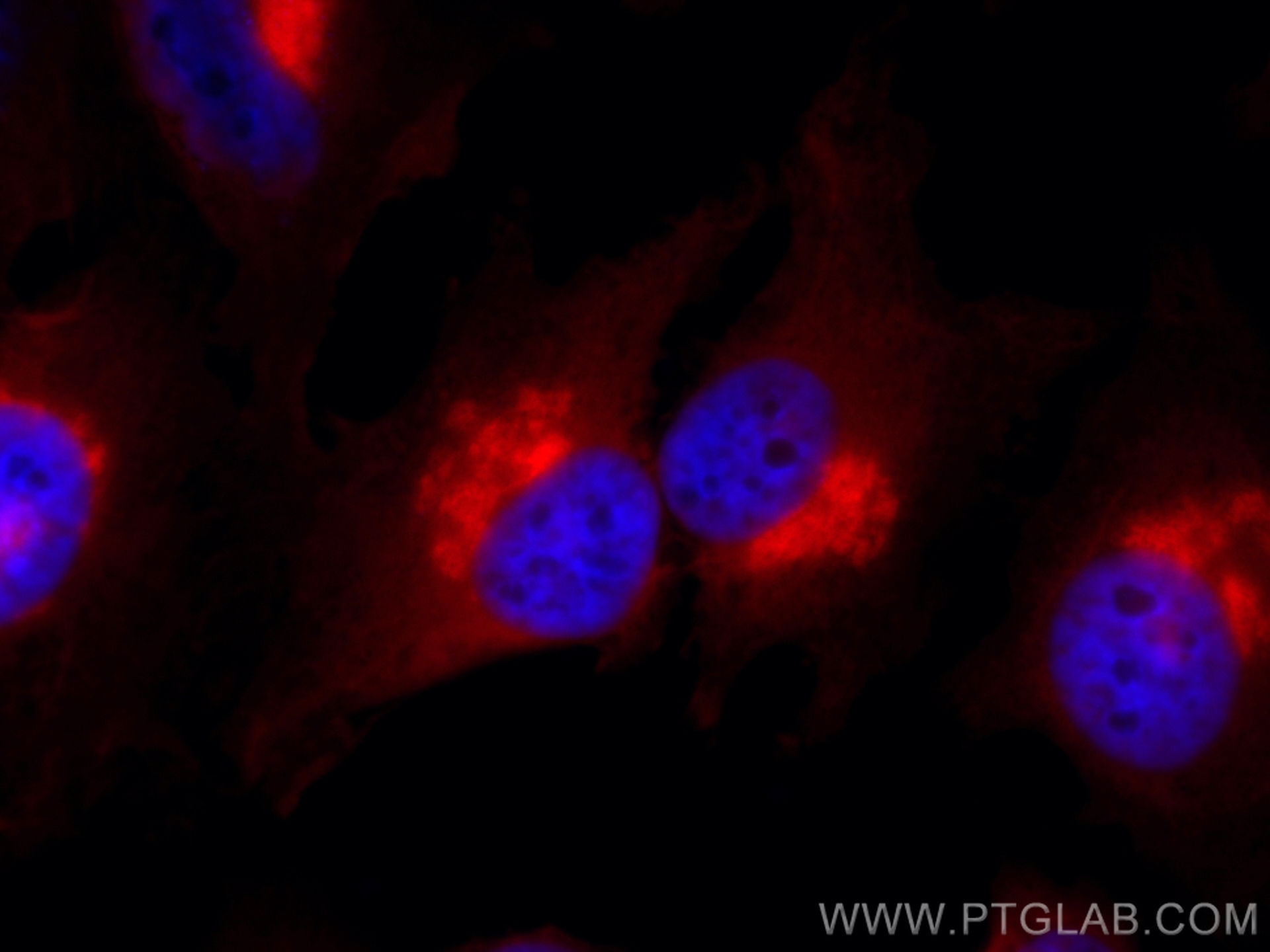 Immunofluorescence of HeLa: PFA-fixed HeLa cells were stained with anti-GORASP2 antibody (10598-1-AP) labeled with FlexAble HRP Antibody Labeling Kit for Rabbit IgG (KFA005) and Tyramide-594 (red). Cell nuclei are in blue. 