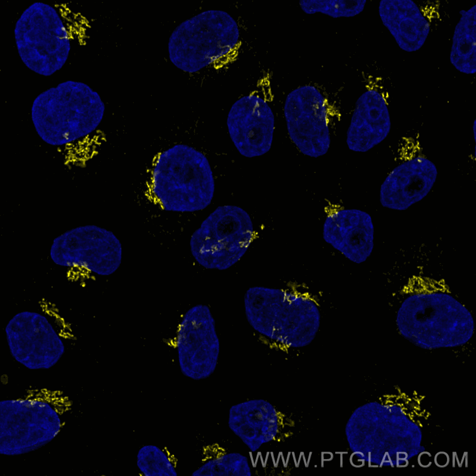 Immunofluorescence of HeLa: PFA-fixed HeLa cells were stained with anti-GM130 (11308-1-AP) labeled with FlexAble Biotin Kit for Rabbit IgG (KFA007) and Streptavidin-ATTO594​ (yellow). Nuclei are stained with DAPI (blue). Confocal images were acquired with a 100x oil objective and post-processed. Images were recorded at the Core Facility Bioimaging at the Biomedical Center, LMU Munich.