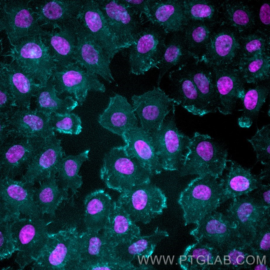 PFA-fixed HeLa cells were stained with anti-Actin labeled with FlexAble CoraLite® Plus 405 Kit (KFA046, cyan) and Sytox Deep Red (cell nuclei, magenta). Epifluorescence images were acquired with a 20x objective and post-processed.