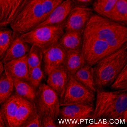 Immunofluorescence of A431: Formaldehyde-fixed A431 cells were stained with rat IgG2a kappa anti-Tubulin antibody labeled with FlexAble CoraLite® Plus 555 Kit (KFA122, red). Cell nuclei were stained with DAPI (blue).

Epifluorescence images were acquired with a 20x objective and post-processed.