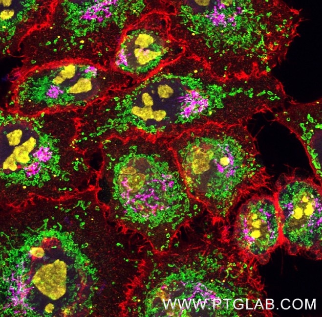 Immunofluorescence of HeLa cells with 5 rabbit primary antibodies: PFA-fixed cells were stained with anti-TDP-43 antibody (10782-2-AP, blue) labeled with FlexAble 2.0 CoraLite® Plus 405 Kit (KFA506), anti-TOM20 antibody (11802-1-AP, green) labeled with FlexAble 2.0 CoraLite® Plus 488 Kit (KFA501), anti-CD147 antibody (10186-R125, red) labeled with FlexAble 2.0 CoraLite® Plus 594 Kit (KFA509), anti-NCL antibody (10556-1-AP, yellow) labeled with FlexAble 2.0 CoraLite® Plus 647 Kit (KFA503), and anti-GOLGA2 antibody (11308-1-AP, magenta) labeled with FlexAble 2.0 CoraLite® Plus 750 Kit (KFA504). Confocal Images were acquired with a 60x oil objective and post-processed. Immunofluorescence of HeLa cells with 5 rabbit primary antibodies: PFA-fixed cells were stained with anti-TDP-43 antibody (10782-2-AP, blue) labeled with FlexAble 2.0 CoraLite® Plus 405 Kit (KFA506), anti-TOM20 antibody (11802-1-AP, green) labeled with FlexAble 2.0 CoraLite® Plus 488 Kit (KFA501), anti-CD147 antibody (10186-R125, red) labeled with FlexAble 2.0 CoraLite® Plus 594 Kit (KFA509), anti-NCL antibody (10556-1-AP, yellow) labeled with FlexAble 2.0 CoraLite® Plus 647 Kit (KFA503), and anti-GOLGA2 antibody (11308-1-AP, magenta) labeled with FlexAble 2.0 CoraLite® Plus 750 Kit (KFA504). Confocal Images were acquired with a 60x oil objective and post-processed.