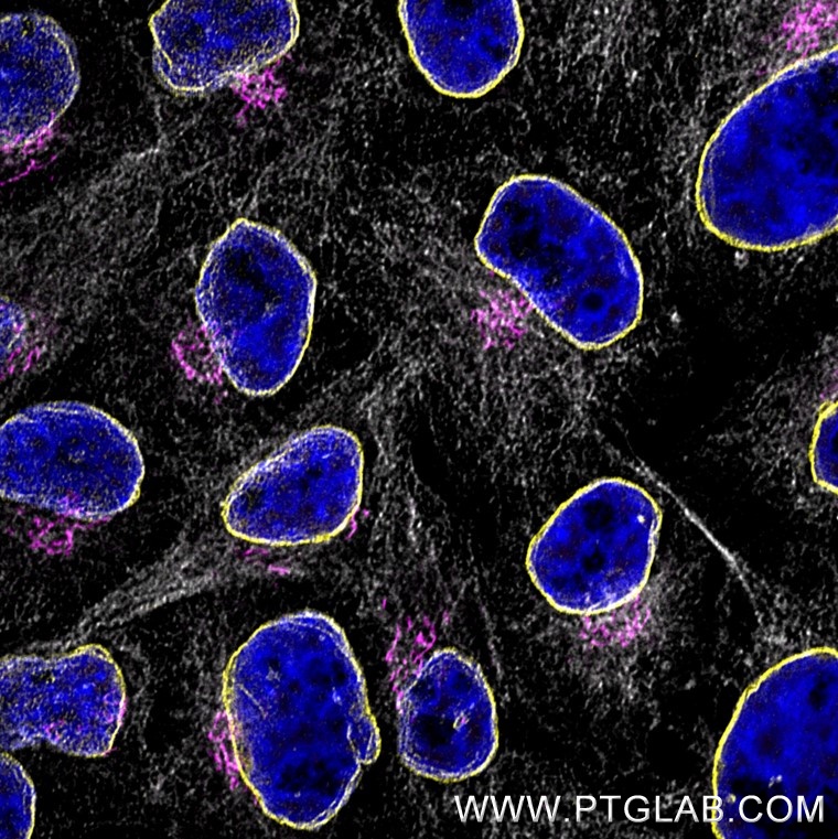 Immunofluorescence of Hela cells: PFA-fixed cells were stained with rabbit IgG anti-Lamin antibody (12987-1-AP) labeled with FlexAble 2.0 CoraLite® Plus 555 Kit (KFA502, yellow), rabbit IgG anti-GM130 antibody (11308-1-AP) labeled with FlexAble 2.0 CoraLite® Plus 647 Kit (KFA503, magenta) and rabbit IgG anti-Tubulin antibody (80713-1-RR) labeled with FlexAble 2.0 CoraLite® Plus 750 Kit (KFA504, grey). Cell nuclei were stained with DAPI (blue). 

Confocal images were acquired with a 63x oil objective and post-processed. Images were recorded at the Core Facility Bioimaging at the Biomedical Center, LMU Munich.