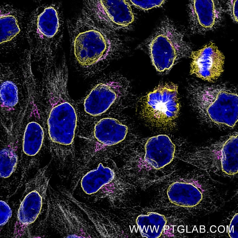 Immunofluorescence of Hela cells: PFA-fixed cells were stained with rabbit IgG anti-Lamin antibody (12987-1-AP) labeled with FlexAble 2.0 CoraLite® Plus 555 Kit (KFA502, yellow), rabbit IgG anti-GM130 antibody (11308-1-AP) labeled with FlexAble 2.0 CoraLite® Plus 647 Kit (KFA503, magenta) and rabbit IgG anti-Tubulin antibody (80713-1-RR) labeled with FlexAble 2.0 CoraLite® Plus 750 Kit (KFA504, grey). Cell nuclei were stained with DAPI (blue). 

Confocal images were acquired with a 63x oil objective and post-processed. Images were recorded at the Core Facility Bioimaging at the Biomedical Center, LMU Munich.