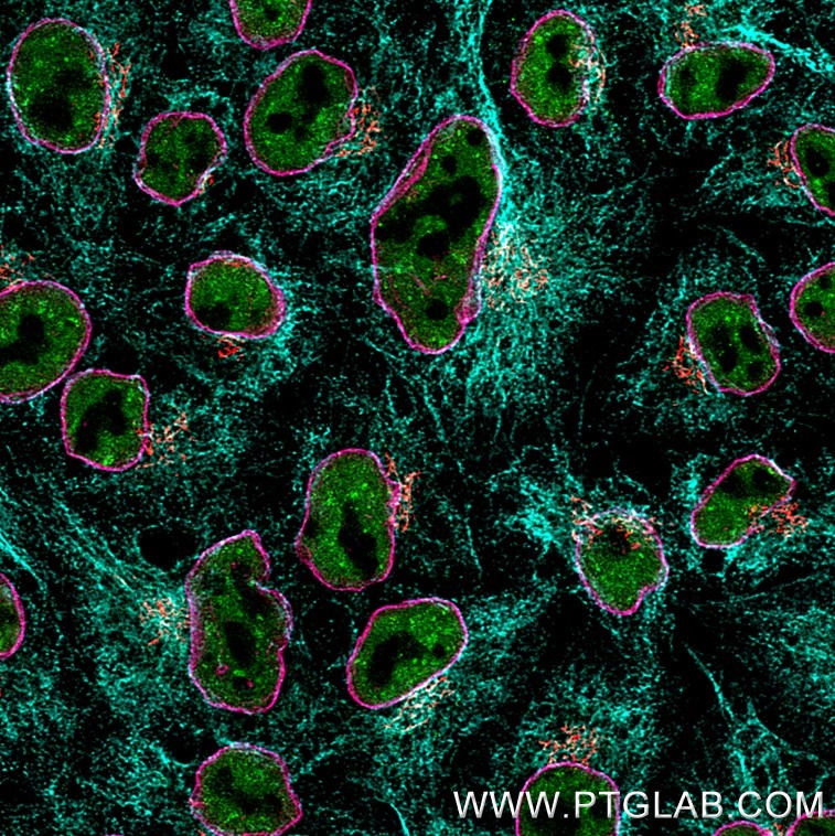 Immunofluorescence of Hela cells: PFA-fixed cells were stained with rabbit IgG anti-TDP43 antibody directly conjugated with CoraLite® Plus 488 (CL488-10782, green), rabbit IgG anti-GM130 antibody directly conjugated with CoraLite® Plus 555 (CL555-11308, red), rabbit IgG anti-Lamin antibody (12987-1-AP) labeled with FlexAble 2.0 CoraLite® Plus 647 Kit (KFA503, magenta) and rabbit IgG anti-Tubulin antibody (80713-1-RR) labeled with FlexAble 2.0 CoraLite® Plus 750 Kit (KFA504, cyan). 