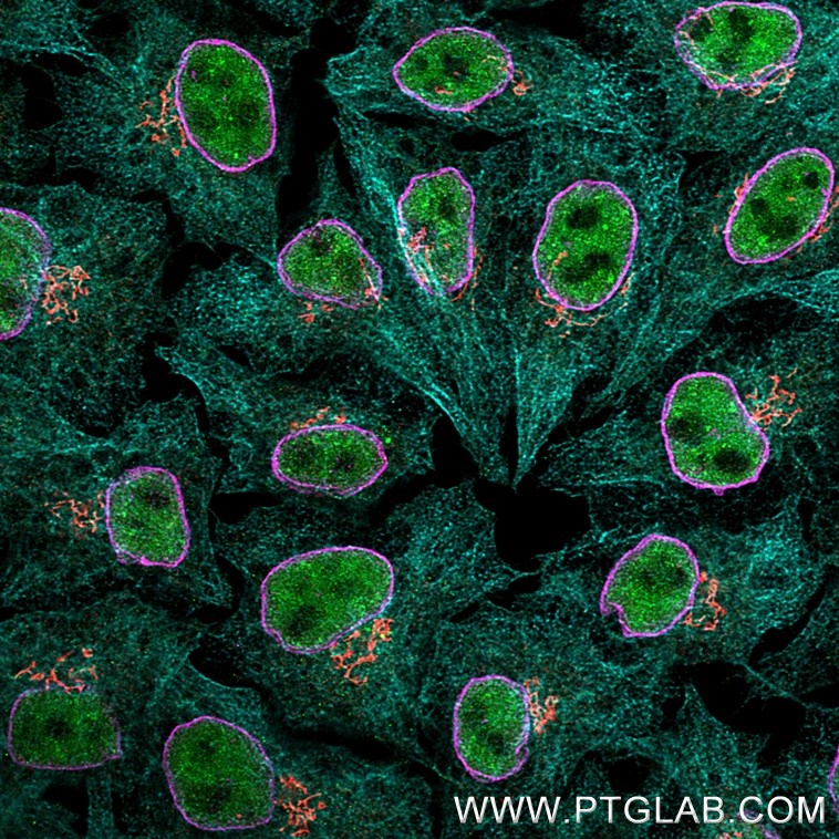 Immunofluorescence of Hela cells: PFA-fixed cells were stained with rabbit IgG anti-TDP43 antibody directly conjugated with CoraLite® Plus 488 (CL488-10782, green), rabbit IgG anti-GM130 antibody directly conjugated with CoraLite® Plus 555 (CL555-11308, red), rabbit IgG anti-Lamin antibody (12987-1-AP) labeled with FlexAble 2.0 CoraLite® Plus 647 Kit (KFA503, magenta) and rabbit IgG anti-Tubulin antibody (80713-1-RR) labeled with FlexAble 2.0 CoraLite® Plus 750 Kit (KFA504, cyan).

Confocal images were acquired with a 63x oil objective and post-processed. Images were recorded at the Core Facility Bioimaging at the Biomedical Center, LMU Munich.