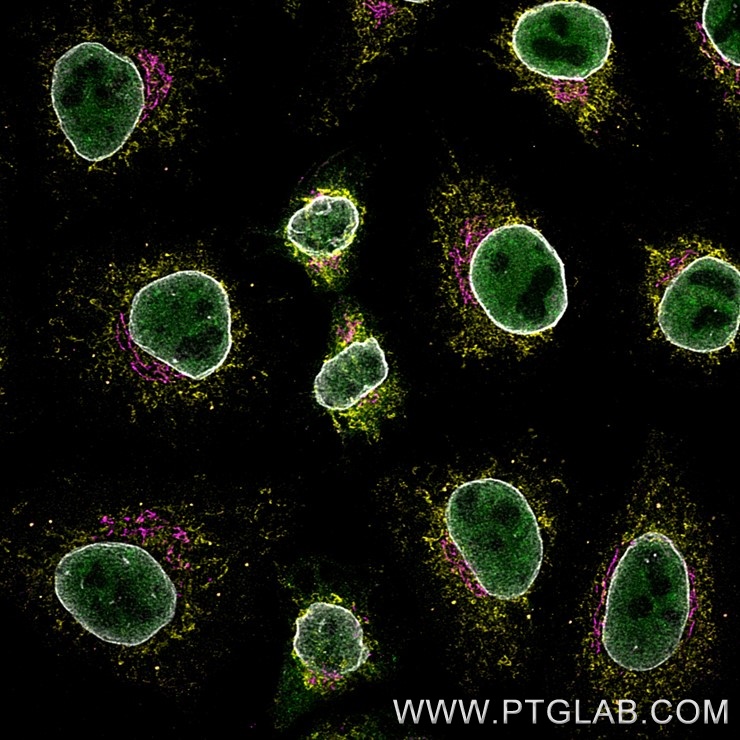 Immunofluorescence of Hela cells: PFA-fixed cells were stained with rabbit IgG anti-TDP43 antibody (10782-2-AP) labeled with FlexAble 2.0 CoraLite® Plus 488 Kit (KFA501, green), rabbit IgG anti-CoxIV antibody (11242-1-AP) labeled with FlexAble 2.0 CoraLite® Plus 555 Kit (KFA502, yellow), rabbit IgG anti-GM130 antibody (11308-1-AP) labeled with Multi-rAb CoraLite® Plus 647 Goat anti-rabbit Secondary (RGAR005, magenta) and rabbit IgG anti-Lamin antibody (12987-1-AP) labeled with FlexAble 2.0 CoraLite® Plus 750 Kit (KFA504, grey).

Confocal images were acquired with a 63x oil objective and post-processed. Images were recorded at the Core Facility Bioimaging at the Biomedical Center, LMU Munich.