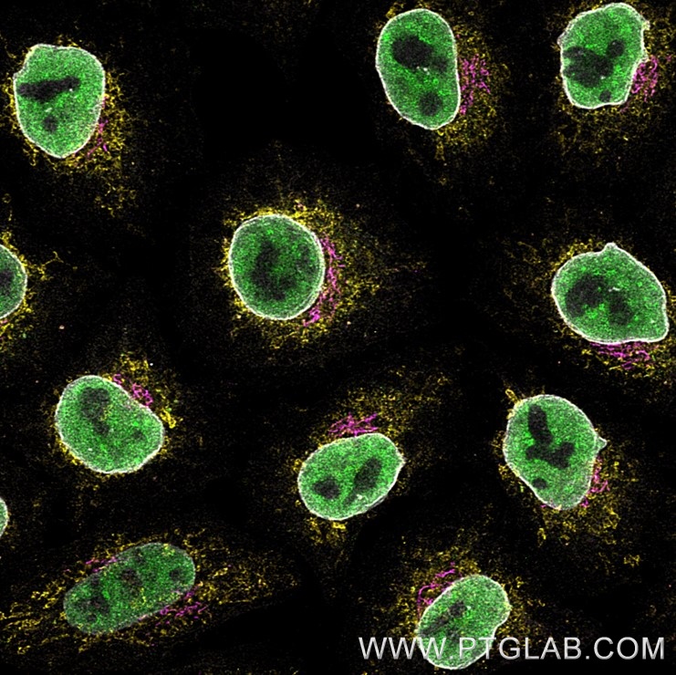 Immunofluorescence of Hela cells: PFA-fixed cells were stained with rabbit IgG anti-TDP43 antibody (10782-2-AP ) labeled with FlexAble 2.0 CoraLite® Plus 488 Kit (KFA501, green), rabbit IgG anti-CoxIV antibody (11242-1-AP) labeled with FlexAble 2.0 CoraLite® Plus 555 Kit (KFA502, yellow), rabbit IgG anti-GM130 antibody (11308-1-AP) labeled with Multi-rAb CoraLite® Plus 647 Goat anti-rabbit Secondary (RGAR005, magenta) and rabbit IgG anti-Lamin antibody (12987-1-AP) labeled with FlexAble 2.0 CoraLite® Plus 750 Kit (KFA504, grey).