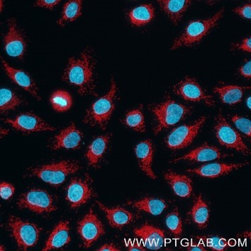 HeLa cells were immunostained with rabbit IgG anti-TOM70 antibody (cat# 14528-1-AP), labeled with FlexAble 2.0 CoraLite® Plus 594 Kit (KFA509, red). Cell nuclei are in cyan. Epifluorescence images were acquired with a 20x objective and post-processed. 