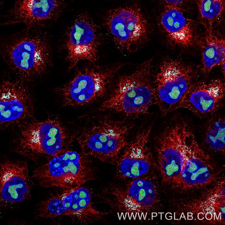 Immunofluorescence of Hela cells: PFA-fixed cells were stained with mouse IgG2a anti-GNL3 antibody (67169-1-Ig) labeled with FlexAble 2.0 CoraLite® Plus 488 Kit (KFA541, green), mouse IgG2a anti-Tubulin antibody (66240-1-Ig) labeled with FlexAble 2.0 CoraLite® Plus 555 Kit (KFA542, red), mouse IgG2a anti-PAF49 antibody labeled with FlexAble 2.0 CoraLite® Plus 647 Kit (KFA543, magenta) and mouse IgG2a anti-Clec12a antibody labeled with FlexAble 2.0 CoraLite® Plus 750 Kit (KFA544, cyan). Cell nuclei were stained with DAPI (blue). 

Confocal images were acquired with a 63x oil objective and post-processed. Images were recorded at the Core Facility Bioimaging at the Biomedical Center, LMU Munich.