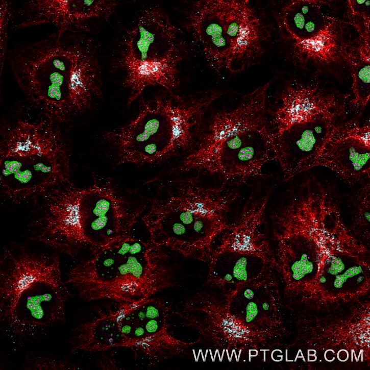 Immunofluorescence of Hela cells: PFA-fixed cells were stained with mouse IgG2a anti-GNL3 antibody (67169-1-Ig) labeled with FlexAble 2.0 CoraLite® Plus 488 Kit (KFA541, green), mouse IgG2a anti-Tubulin antibody (66240-1-Ig) labeled with FlexAble 2.0 CoraLite® Plus 555 Kit (KFA542, red), mouse IgG2a anti-PAF49 antibody labeled with FlexAble 2.0 CoraLite® Plus 647 Kit (KFA543, magenta) and mouse IgG2a anti-Clec12a antibody labeled with FlexAble 2.0 CoraLite® Plus 750 Kit (KFA544, cyan).

Confocal images were acquired with a 63x oil objective and post-processed. Images were recorded at the Core Facility Bioimaging at the Biomedical Center, LMU Munich.