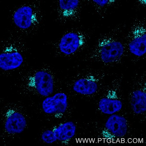 Immunofluorescence of Hela cells: PFA-fixed cells were stained with mouse IgG2a anti-Clec12a antibody labeled with FlexAble 2.0 CoraLite® Plus 750 Kit (KFA544, cyan). Cell nuclei were stained with DAPI (blue). 

Confocal images were acquired with a 63x oil objective and post-processed. Images were recorded at the Core Facility Bioimaging at the Biomedical Center, LMU Munich.
