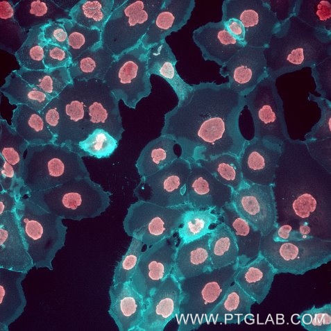 A431 cells were immunostained with human IgG anti-EGFR antibody (Cetuximab biosimilar), labeled with FlexAble 2.0 CoraLite® Plus 405 Kit (KFA608, cyan). Cell nuclei are in red. Epifluorescence images were acquired with a 20x objective and post-processed.