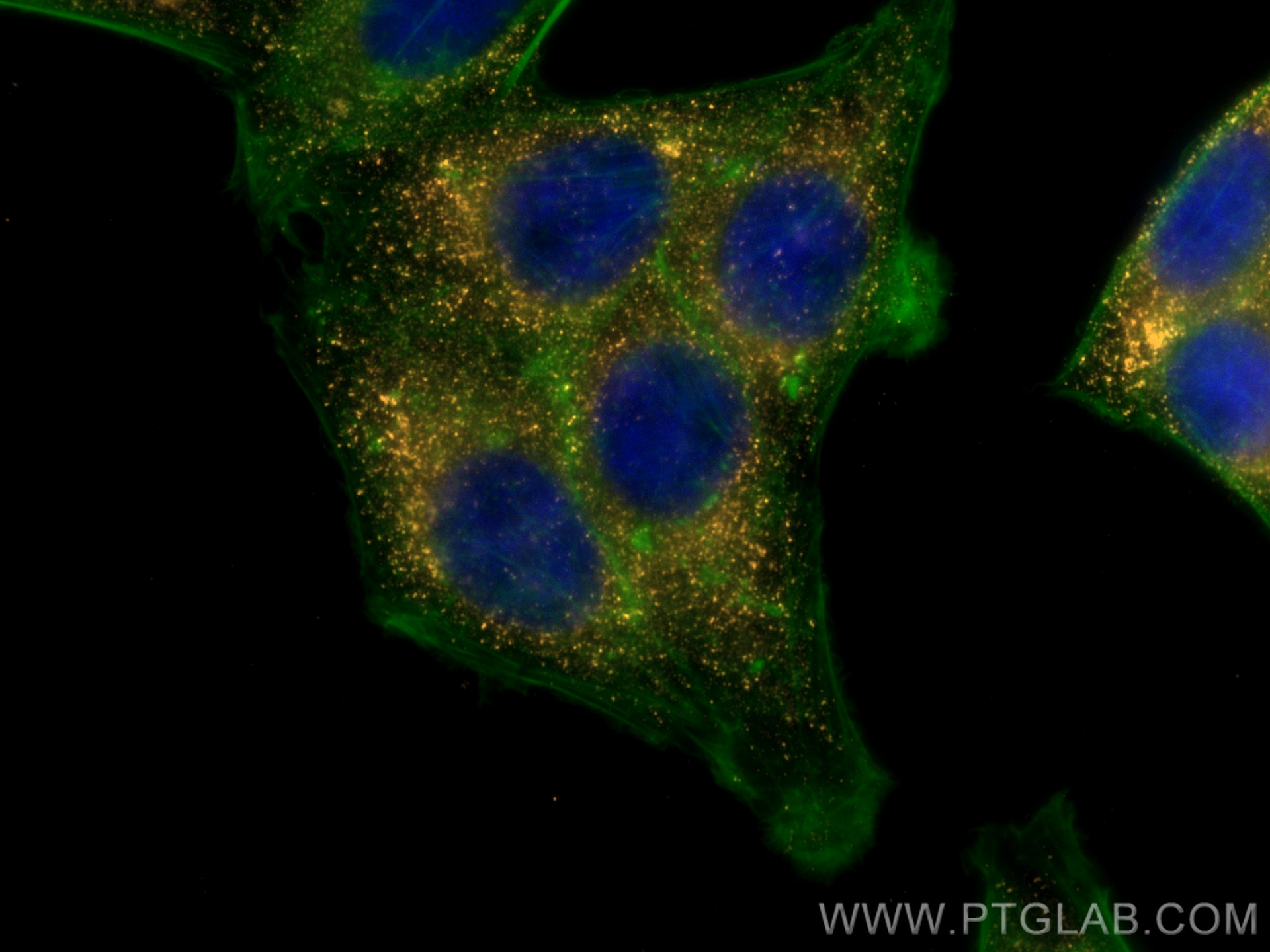 Immunofluorescent analysis of (4% PFA) fixed HepG2 cells using Biotin PEX14 antibody (Biotin-10594) at dilution of 1:200 and PE Streptavidin (Cat.No. PE-PF00030), CL488-phalloidin (green). Immunofluorescent analysis of (4% PFA) fixed HepG2 cells using Biotin PEX14 antibody (Biotin-10594) at dilution of 1:200 and PE Streptavidin (Cat.No. PE-PF00030), CL488-phalloidin (green).