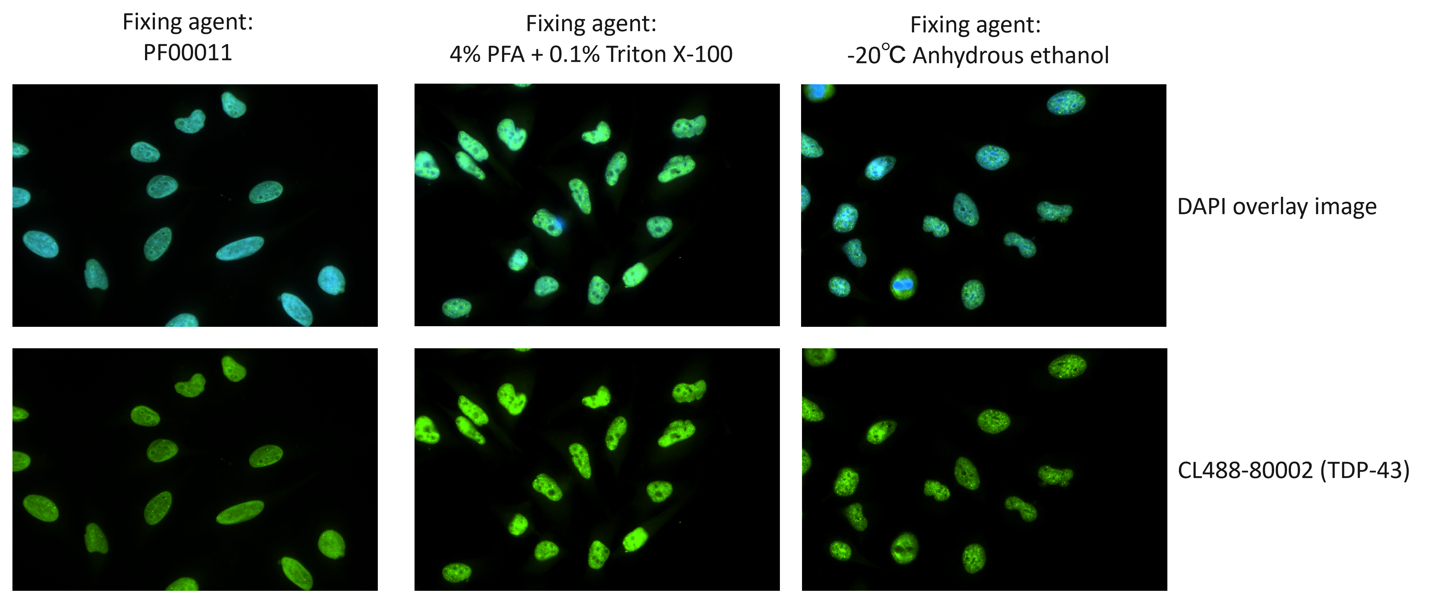 Immunofluorescent analysis of HeLa cells using TDP-43 antibody (CL488-80002). Cells were fixed and permeabilized with Foxp3/Transcription Factor Staining Buffer Kit (PF00011). Immunofluorescent analysis of HeLa cells using TDP-43 antibody (CL488-80002). Cells were fixed and permeabilized with Foxp3/Transcription Factor Staining Buffer Kit (PF00011).