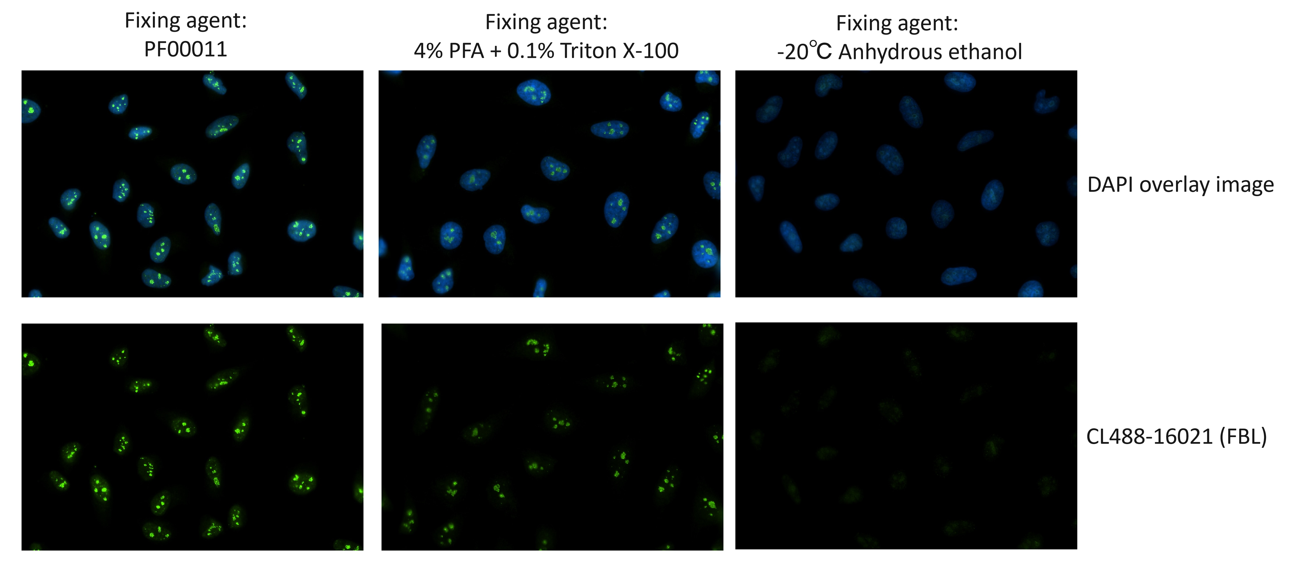 Immunofluorescent analysis of HeLa cells using FBL antibody (CL488-16021). Cells were fixed and permeabilized with Foxp3/Transcription Factor Staining Buffer Kit (PF00011). Immunofluorescent analysis of HeLa cells using FBL antibody (CL488-16021). Cells were fixed and permeabilized with Foxp3/Transcription Factor Staining Buffer Kit (PF00011).
