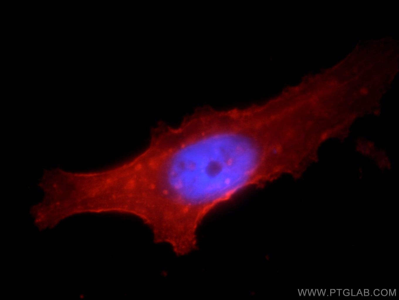 Immunofluorescent analysis of HepG2 cells, using SLC3A2 antibody 15193-1-AP at 1:25 dilution and Rhodamine-labeled goat anti-rabbit IgG (red). Blue pseudocolor = DAPI (fluorescent DNA dye).