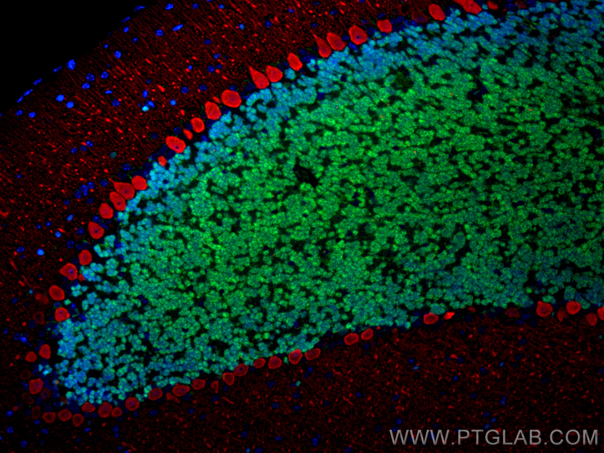 Immunofluorescence of mouse cerebellum: mouse cerebellum FFPE section was stained with Rabbit anti-NeuN polyclonal antibody (26975-1-AP, 1:200, green) and mouse anti-Calbindin-D28k monoclonal antibody (66394-1-Ig, 1:200, red). Multi-rAb CoraLite® Plus 488 conjugated Recombinant Goat anti-rabbit secondary antibody (RGAR002, 1:500) and Multi-rAb CoraLite® Plus 594 conjugated Goat Anti-Mouse Recombinant Secondary Antibody (H+L) were used for detection (RGAM004, 1:500) .