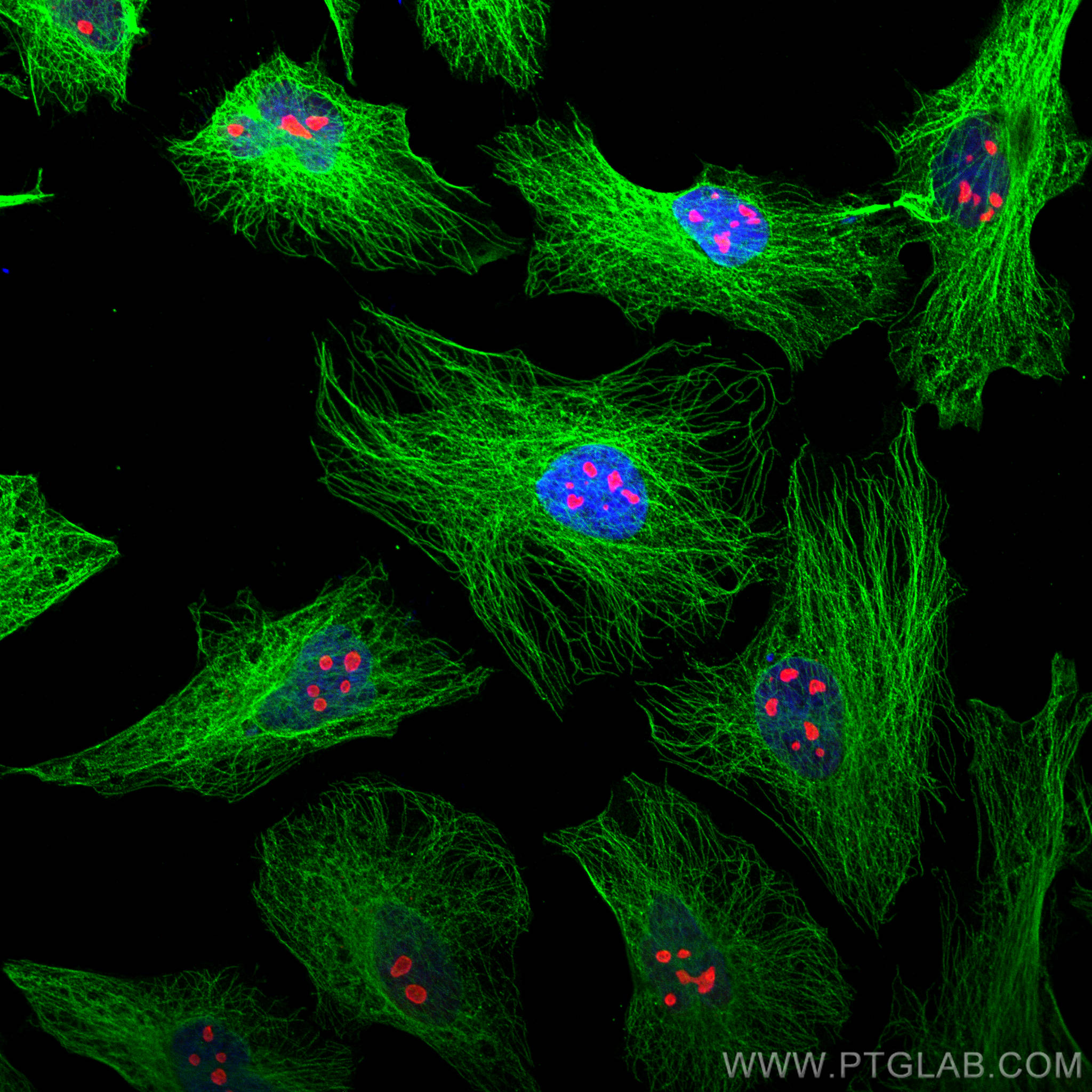 Immunofluorescence of Hela cells: Hela cells were fixed with 4% PFA and stained with Rabbit anti-Alpha Tubulin polyclonal antibody (11224-1-AP, 1:200, green) and mouse anti-NPM1 monoclonal antibody (60096-1-Ig, 1:1000, red). Multi-rAb CoraLite® Plus 488-Goat Anti-Rabbit Recombinant Secondary Antibody (H+L) (RGAR002, 1:500) and Multi-rAb CoraLite® Plus 594-Goat Anti-Mouse Recombinant Secondary Antibody (H+L) (RGAM004, 1:500) were used for detection. 