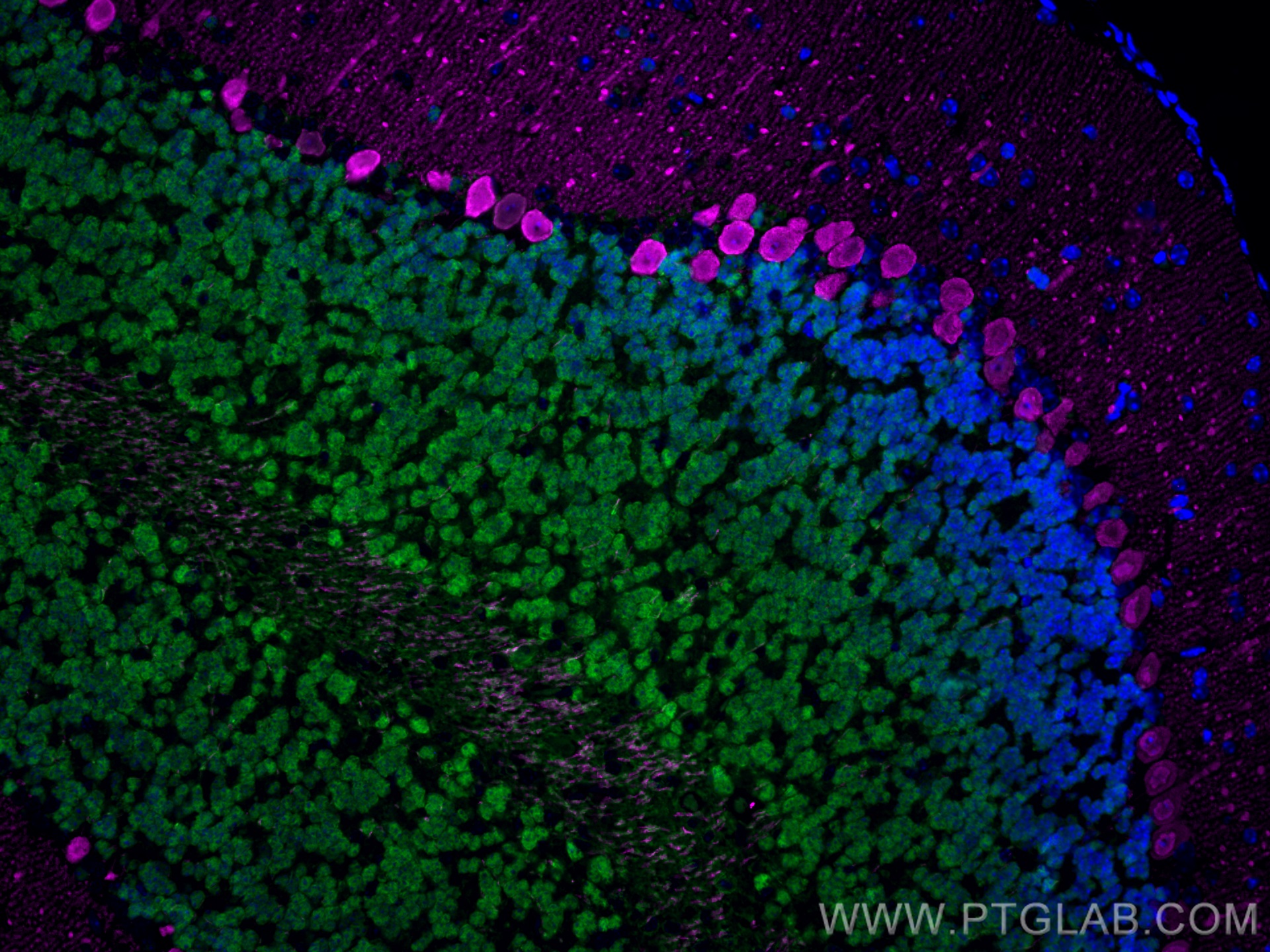 Immunofluorescence of mouse cerebellum: mouse cerebellum FFPE section was stained with Rabbit anti-NeuN polyclonal antibody (26975-1-AP, 1:200, green) and mouse anti-Calbindin-D28k monoclonal antibody (66394-1-Ig, 1:200, magenta). Multi-rAb CoraLite® Plus 488 conjugated Recombinant Goat anti-rabbit secondary antibody (RGAR002, 1:500) and Multi-rAb CoraLite® Plus 647 conjugated Goat Anti-Mouse Recombinant Secondary Antibody (H+L) were used for detection (RGAM005, 1:500) . 