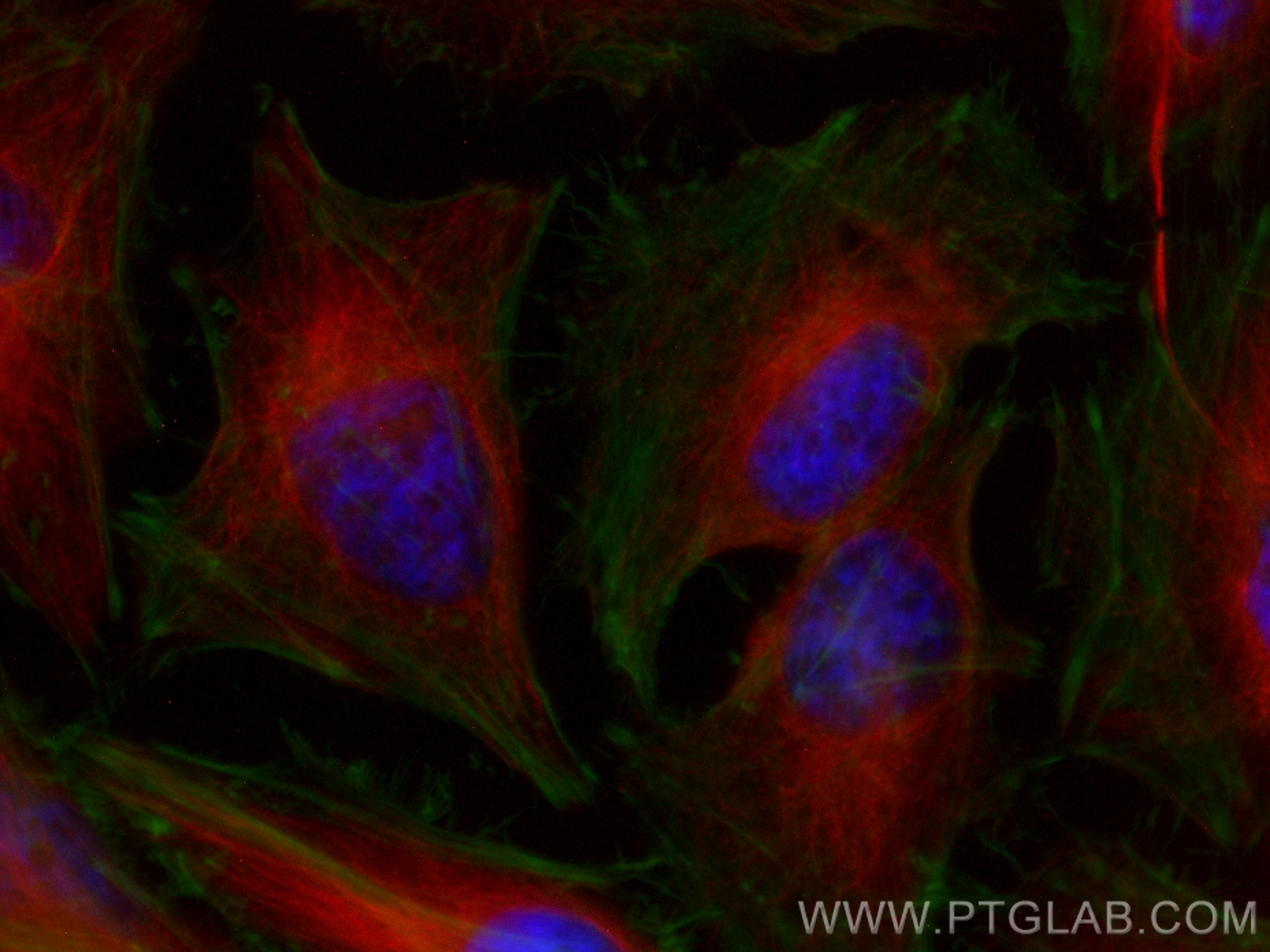 Immunofluorescent analysis of (4% PFA) fixed HeLa cells using Alpha Tubulin antibody (66031-1-Ig, Clone: 1E4C11 ) at dilution of 1:400 and Multi-rAb CoraLite ® Plus 750-Goat Anti-Mouse Recombinant Secondary Antibody (H+L) (RGAM006), CL488-Phalloidin (green).