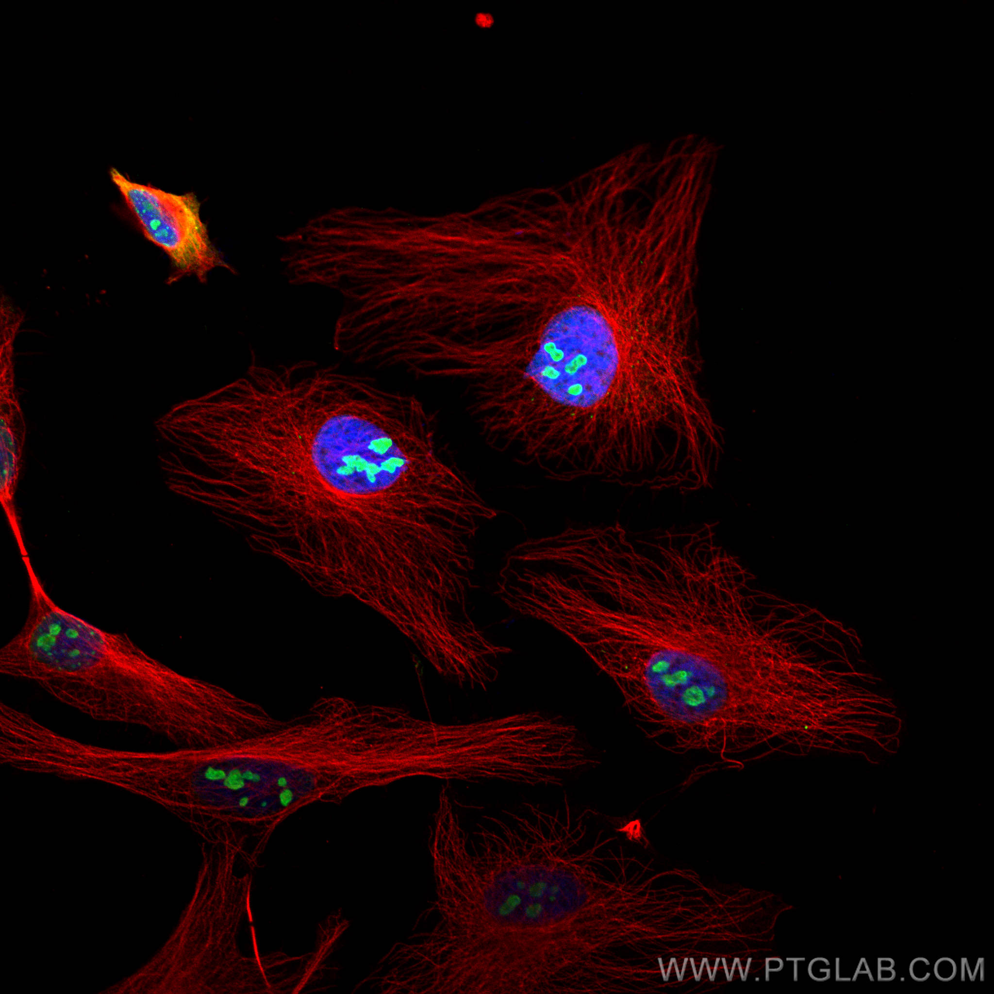 Immunofluorescence of Hela cells: Hela cells were fixed with 4% PFA and stained with Rabbit anti-Alpha Tubulin polyclonal antibody (11224-1-AP, 1:200, red) and mouse anti-NPM1 monoclonal antibody (60096-1-Ig, 1:1000, green). Multi-rAb CoraLite® Plus 594-Goat Anti-Rabbit Recombinant Secondary Antibody (H+L) (RGAR004, 1:500) and Multi-rAb CoraLite® Plus 488-Goat Anti-Mouse Recombinant Secondary Antibody (H+L) (RGAM002, 1:500) were used for detection. 