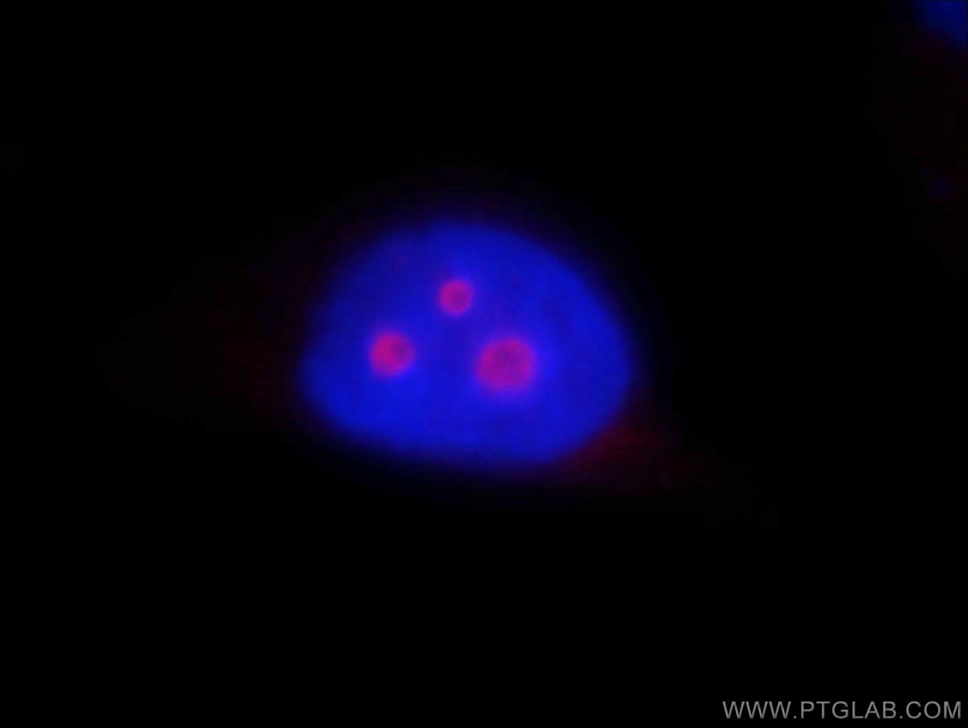 Immunofluorescent analysis of MCF-7 cells, using B23 antibody 60096-1-lg at 1:25 dilution and SA00007-1 (Rhodamine (TRITC)–conjugated Goat Anti-Mouse IgG(H+L) (red). Blue pseudocolor = DAPI (fluorescent DNA dye).