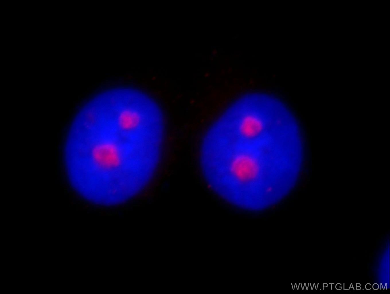Immunofluorescent analysis of fixed Hela cells using 10066-2-AP (HINFP antibody) at dilution of 1:25 and SA00007-2 (Rhodamine (TRITC)–conjugated Goat Anti-Rabbit IgG(H+L) (red). Blue pseudocolor = DAPI (fluorescent DNA dye).