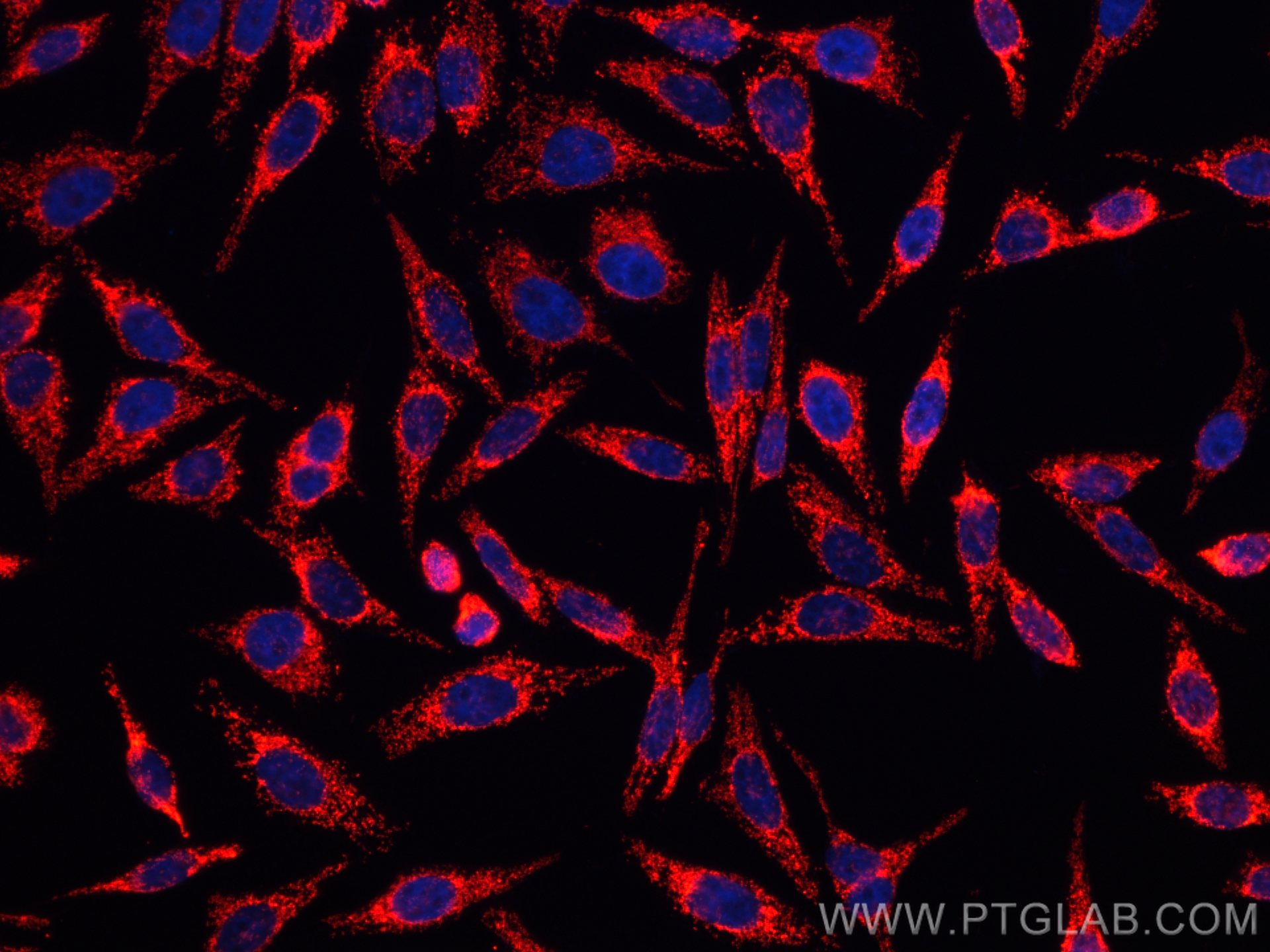 Immunofluorescent analysis of (4% PFA) fixed HepG2 cells using 11802-1-AP (TOM20 antiboody) and CoraLite®594 conjugated Mouse Anti-Heavy chain of Rabbit IgG antibody (SA00014-5) at dilution of 1:200.