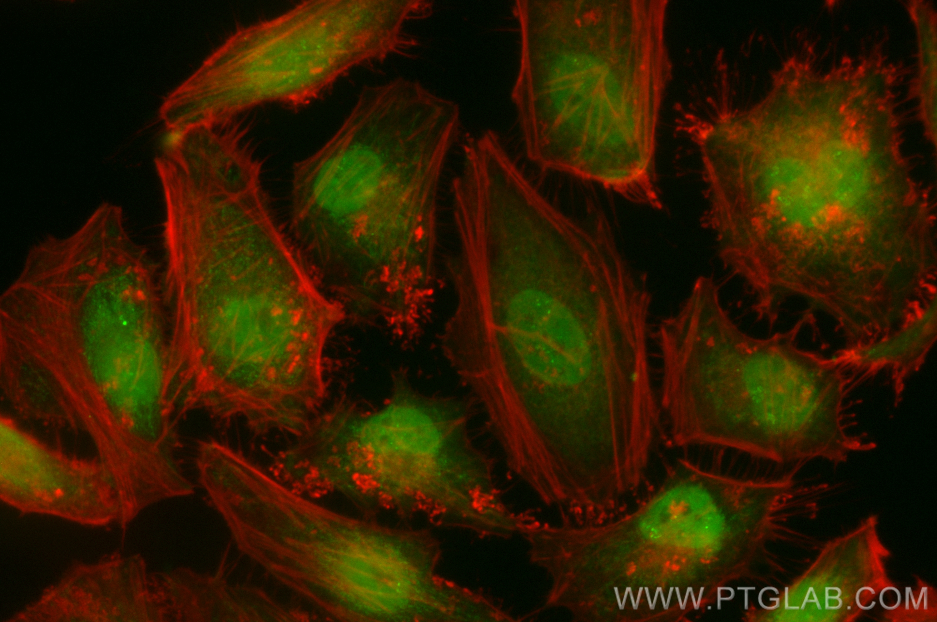 Immunofluorescence (IF) / fluorescent staining of HeLa cells using CoraLite® Plus 488-conjugated IFI35 Recombinant an (CL488-83160-2)