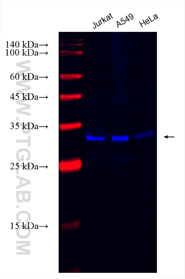 Western Blot (WB) analysis of various lysates using CoraLite® Plus 750-conjugated IFI35 Recombinant an (CL750-83160-4)